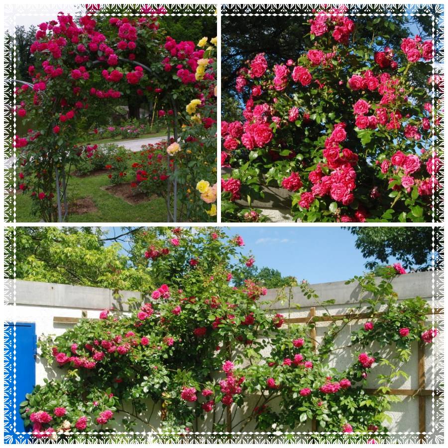 Laguna róże pnące